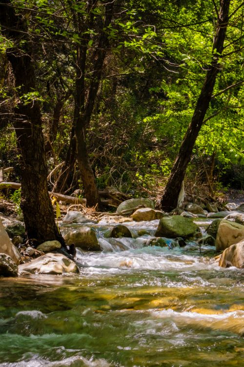 Free Serene forest stream surrounded by lush green trees, rocks, and flowing water, capturing nature's tranquility. Stock Photo