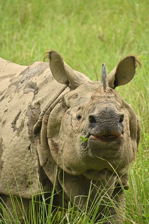 Free A detailed view of a one-horned Indian rhinoceros grazing in a lush grassy field. Stock Photo