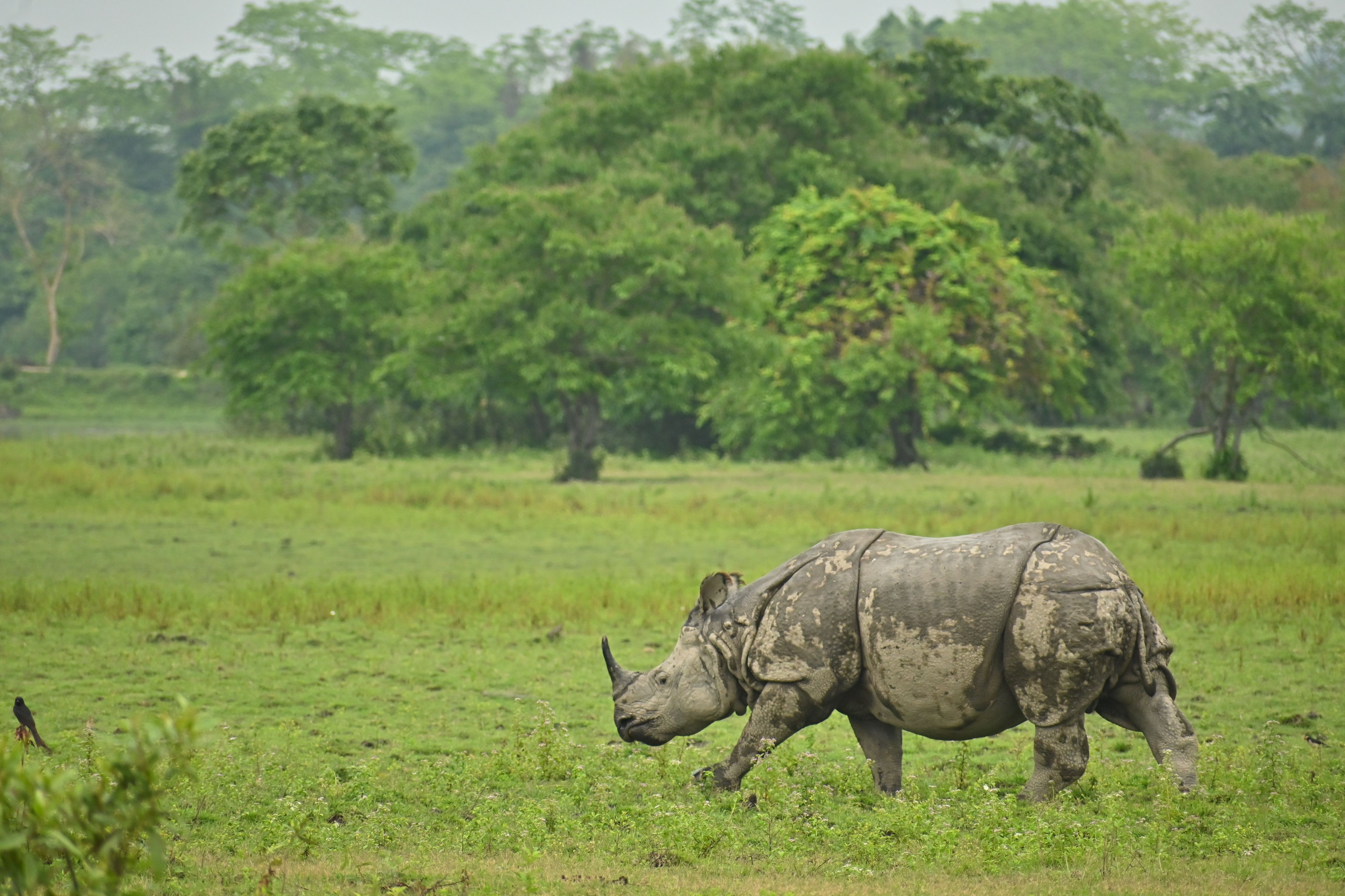 Assam and Kaziranga Travel Guide 2026: Safari Zones, Permits, Costs and When to Go