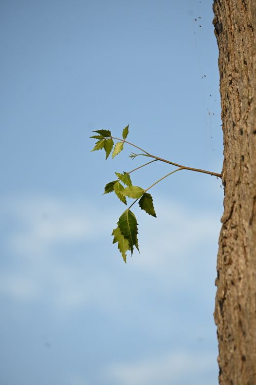 Free Close-up of a tree branch with fresh green leaves set against a clear blue sky, showcasing nature's simplicity. Stock Photo