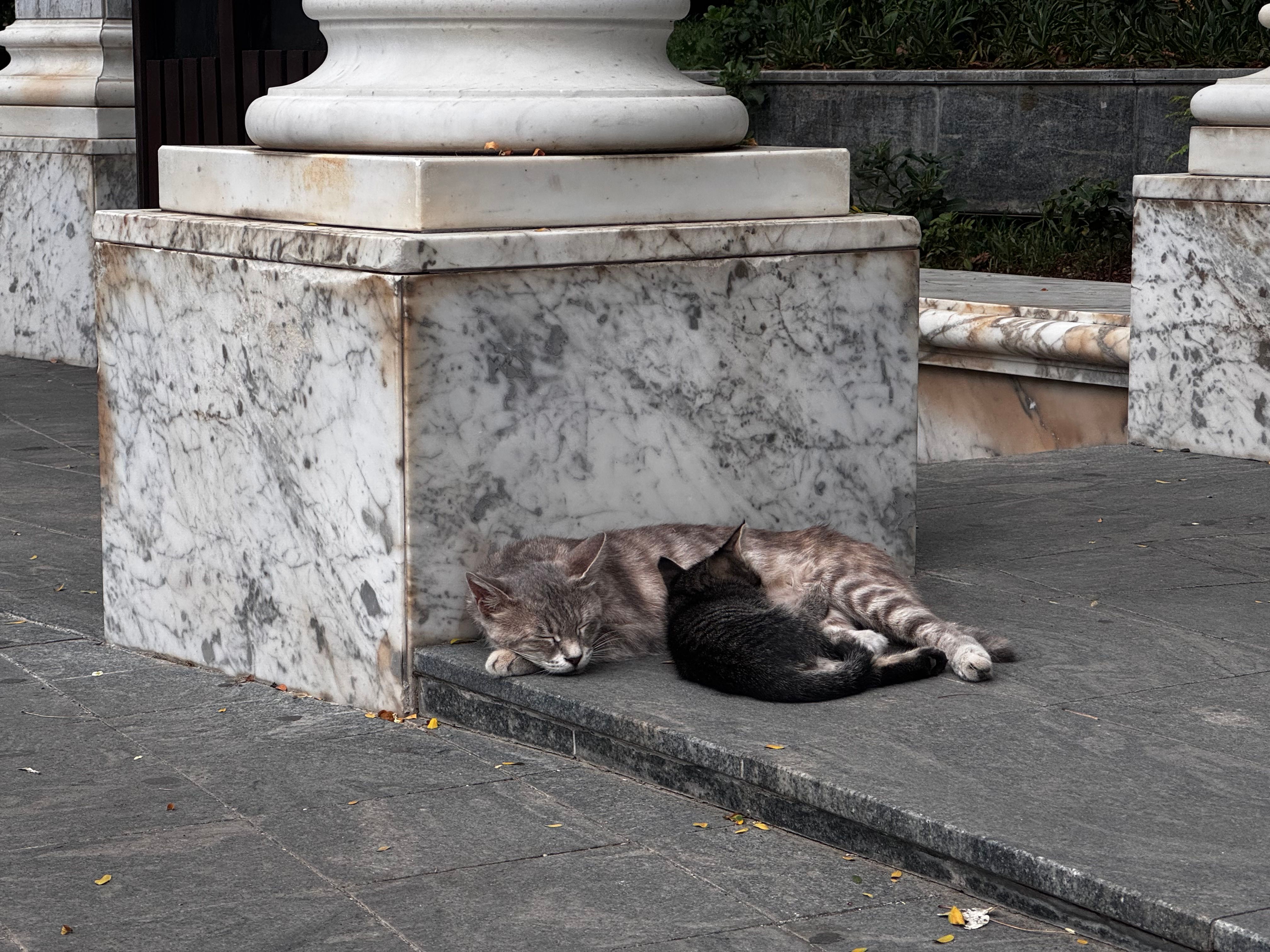cat matlala
