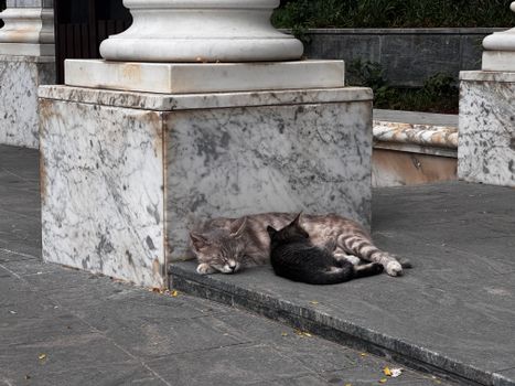 Two cats peacefully resting by marble columns in an urban outdoor setting.