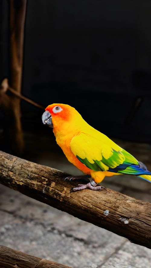 Free A colorful Sun Conure parrot with vivid yellow and orange feathers sits perched on a wooden branch. Stock Photo