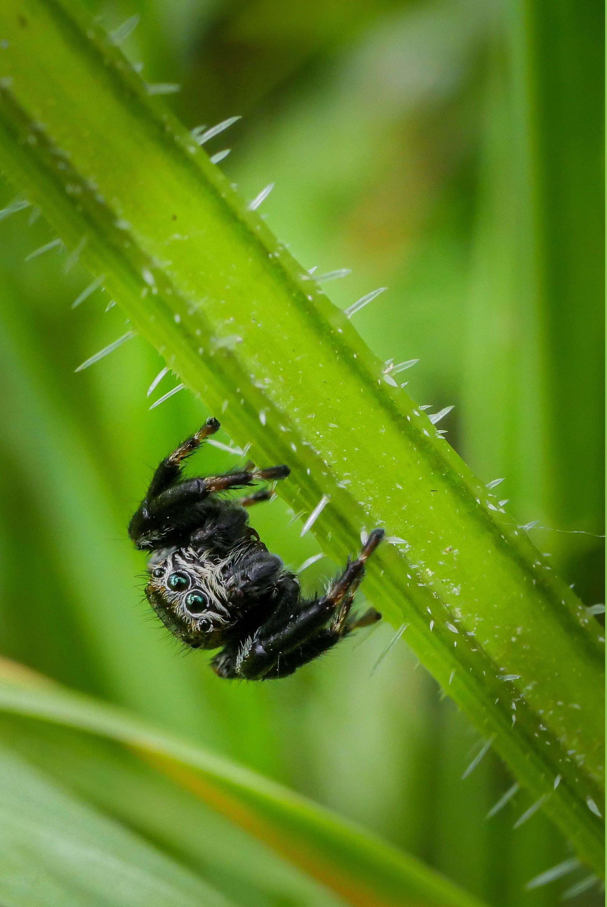 Close-up view of a jumping spider clinging to a green spiky leaf in natural setting.