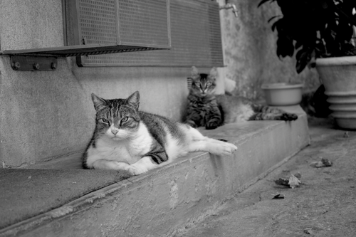Free Two cats lounging on a stone porch in Aegina, Greece, captured in black and white. Stock Photo