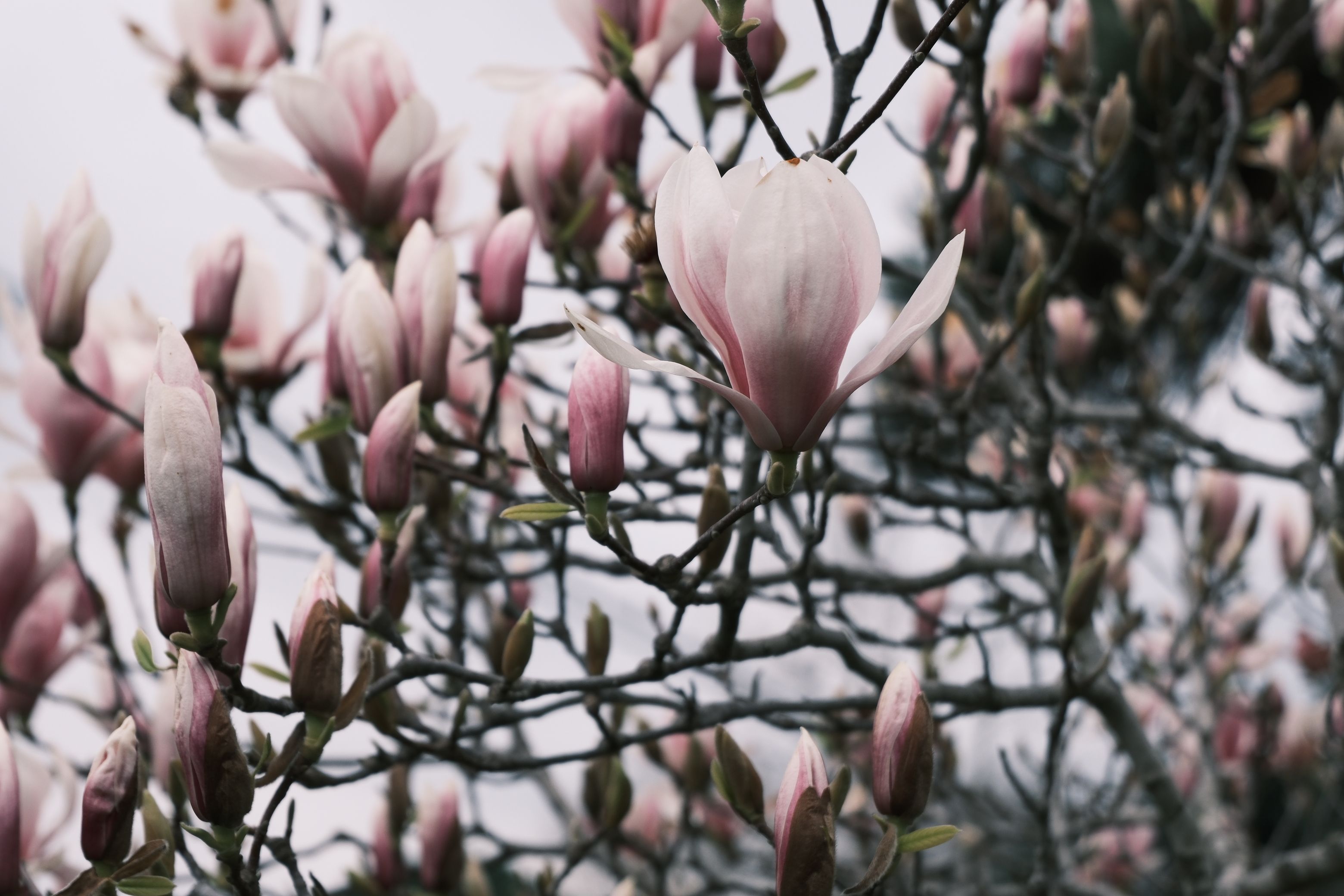 A close-up view of elegant pink magnolia blossoms in full bloom during spring.