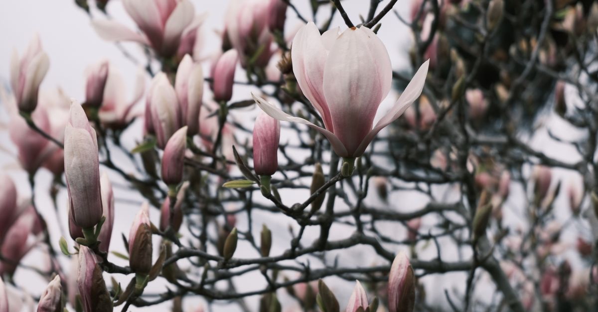 A close-up view of elegant pink magnolia blossoms in full bloom during spring.