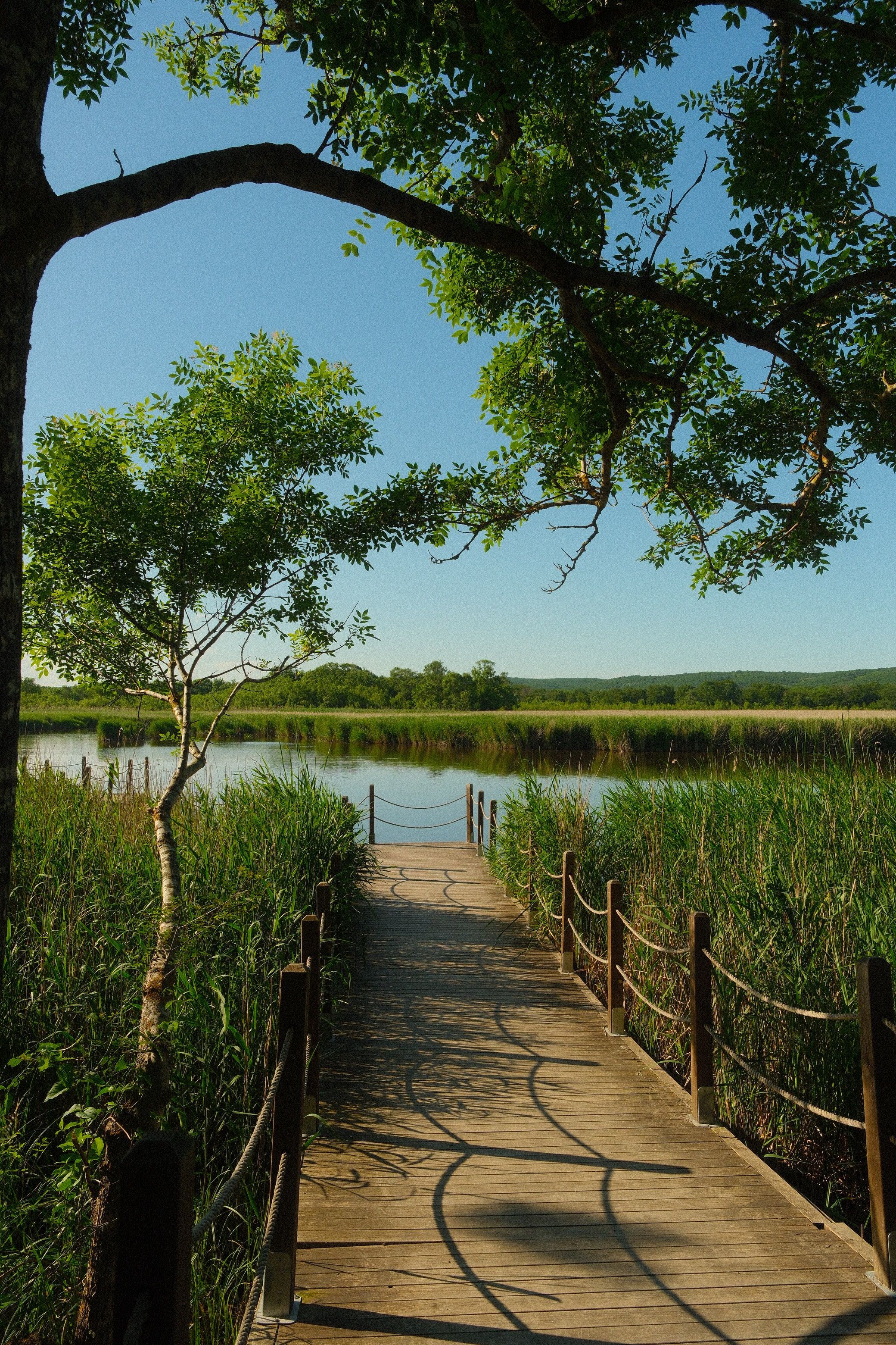 Scenic view of a wooden boardwalk surrounded by lush greenery by a serene lake under a clear blue sky.