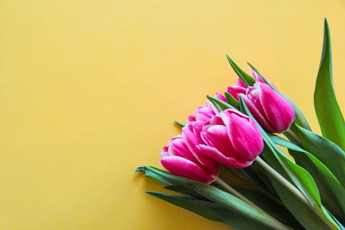 Pink Tulips On Yellow Surface