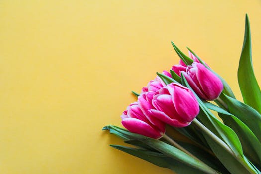 A bouquet of vivid pink tulips placed on a bright yellow backdrop, symbolizing spring.