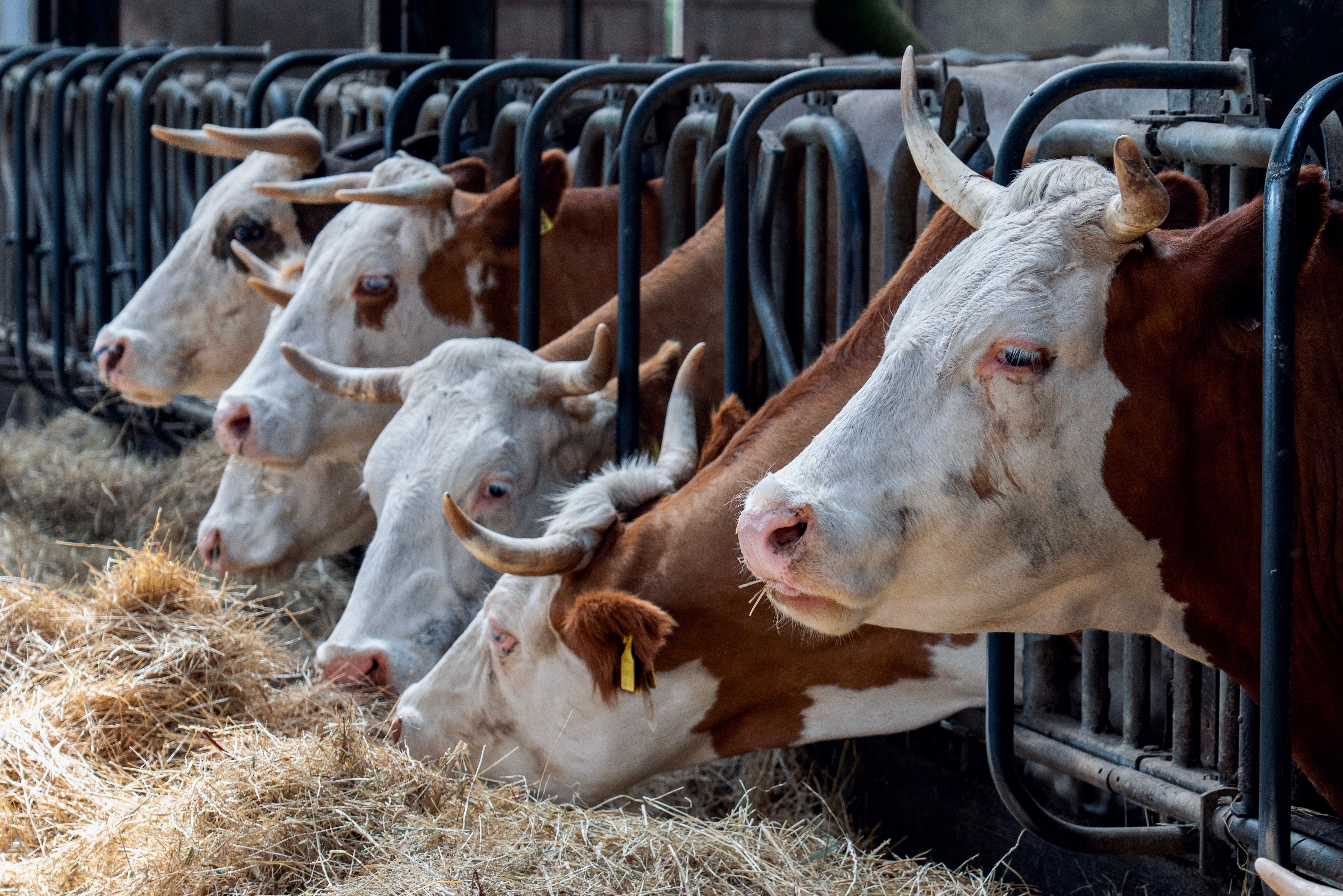 Dairy Cow Nutrition: Identifying and Managing Common Nutritional Deficiencies