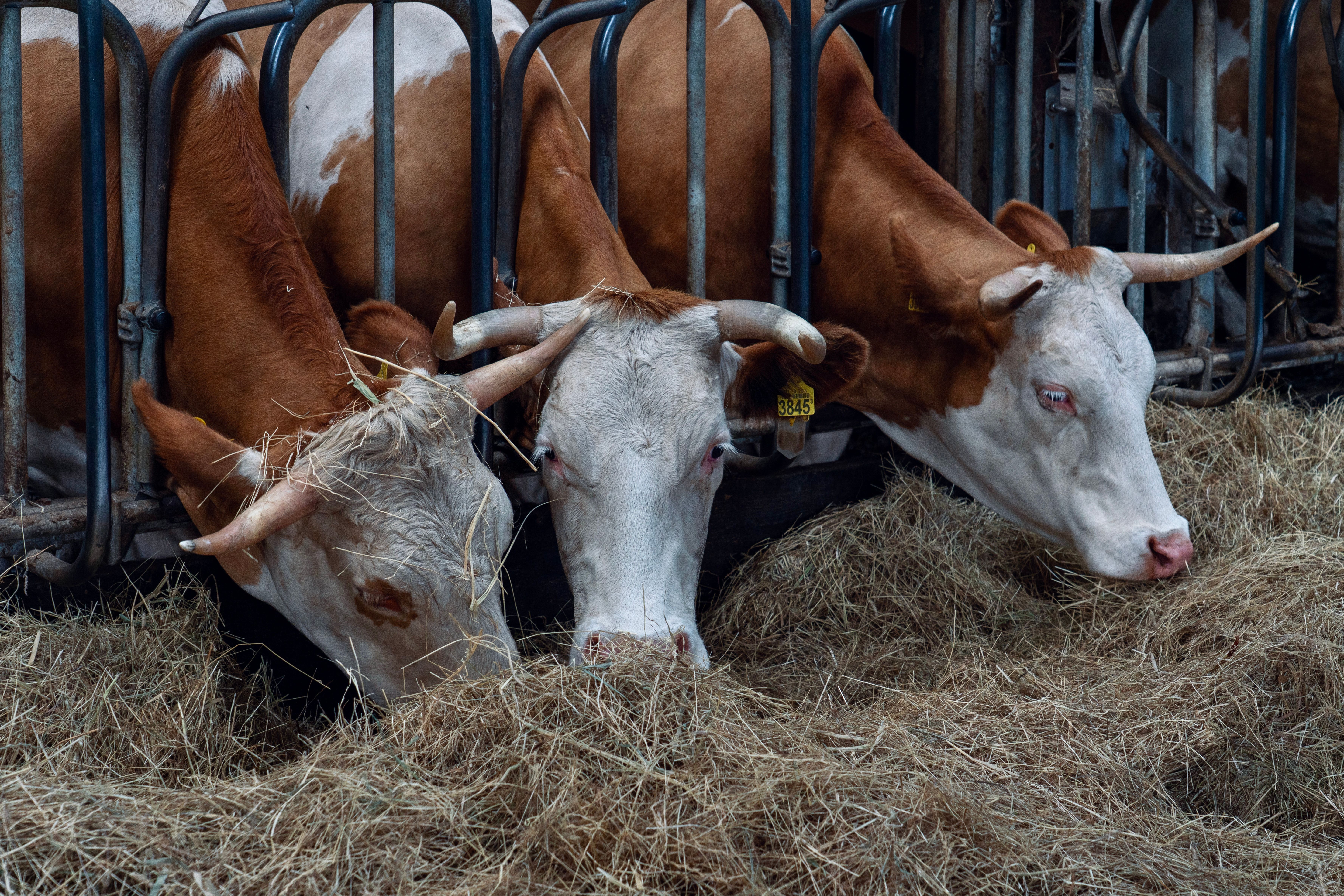 Dairy Cow Nutrition: Identifying and Managing Common Nutritional Deficiencies