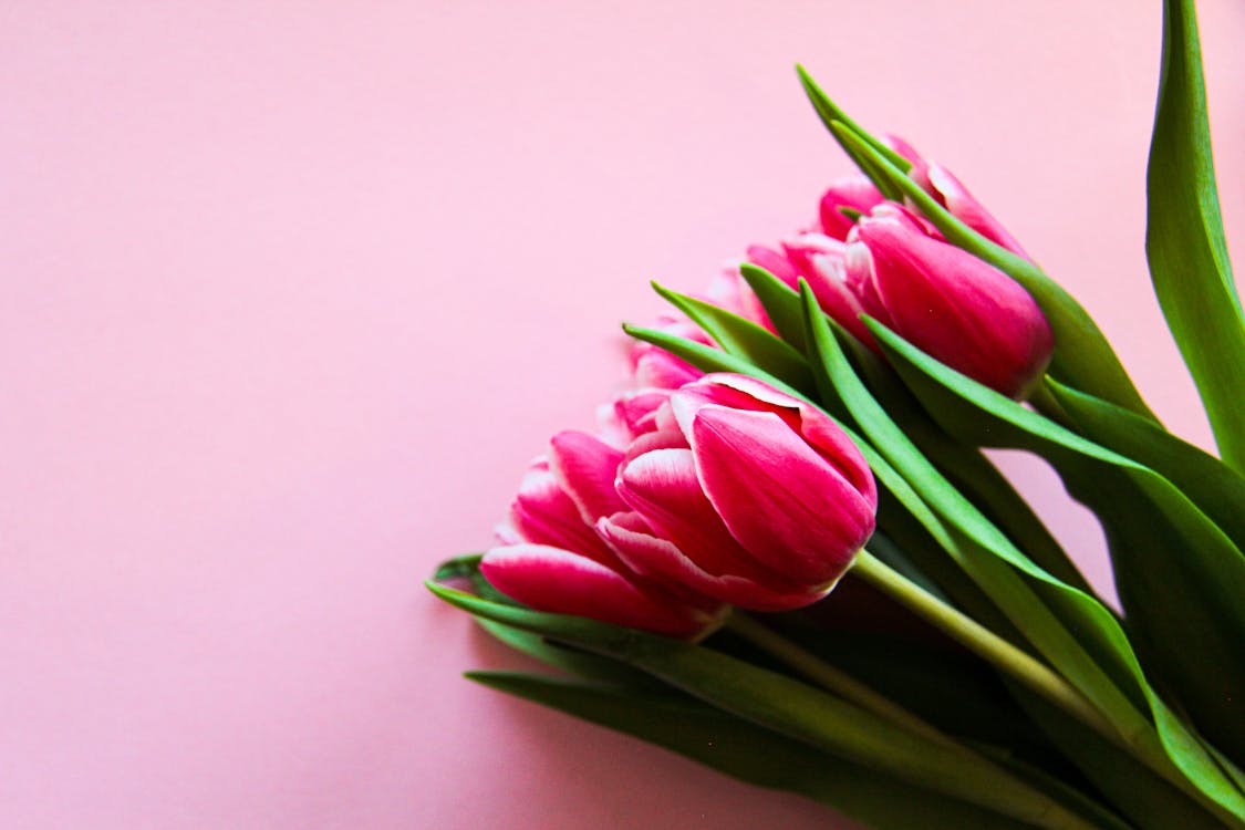 Pink Tulips On Pink Surface