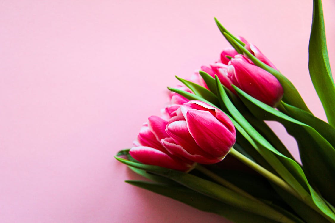 Free Pink Tulips On Pink Surface Stock Photo
