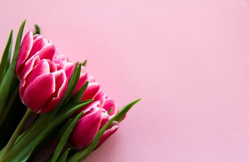 Free Pink Tulips On Pink Surface Stock Photo