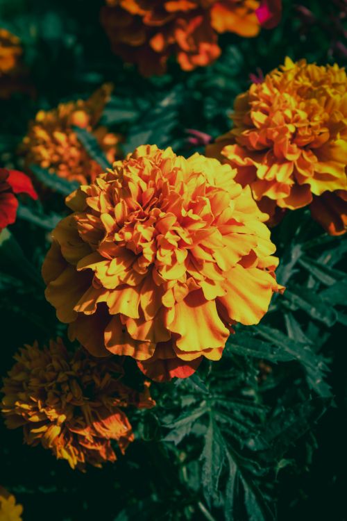 Free Close-up of vibrant marigold flowers with lush green leaves in the UK. Stock Photo