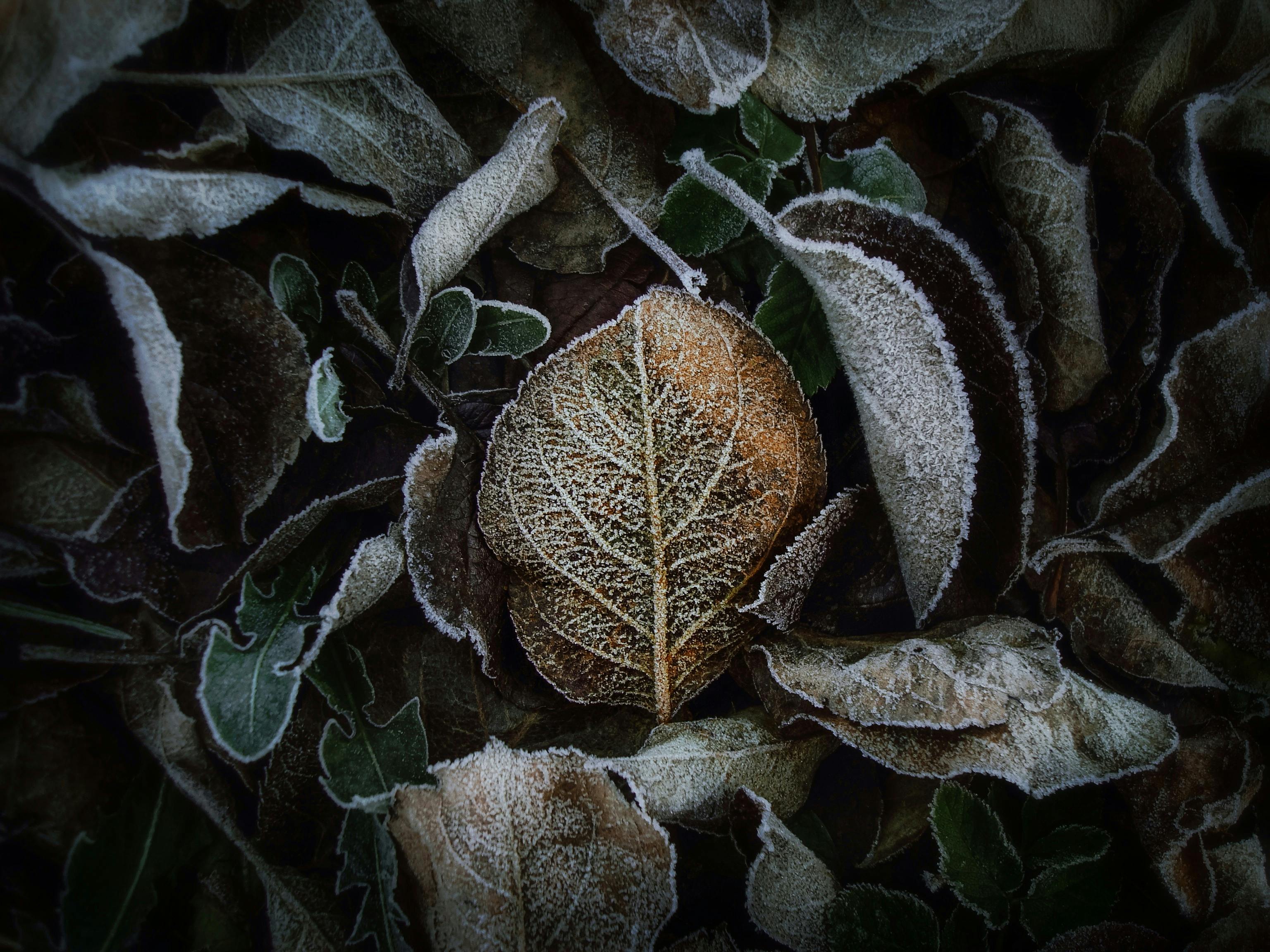 Frosted Leaves · Free Stock Photo