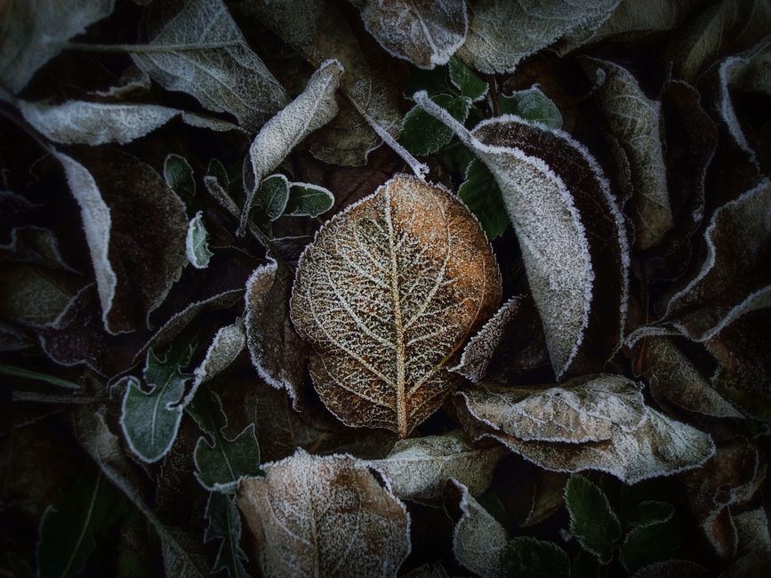 Detailed close-up of frost-covered leaves creating a textured winter pattern.