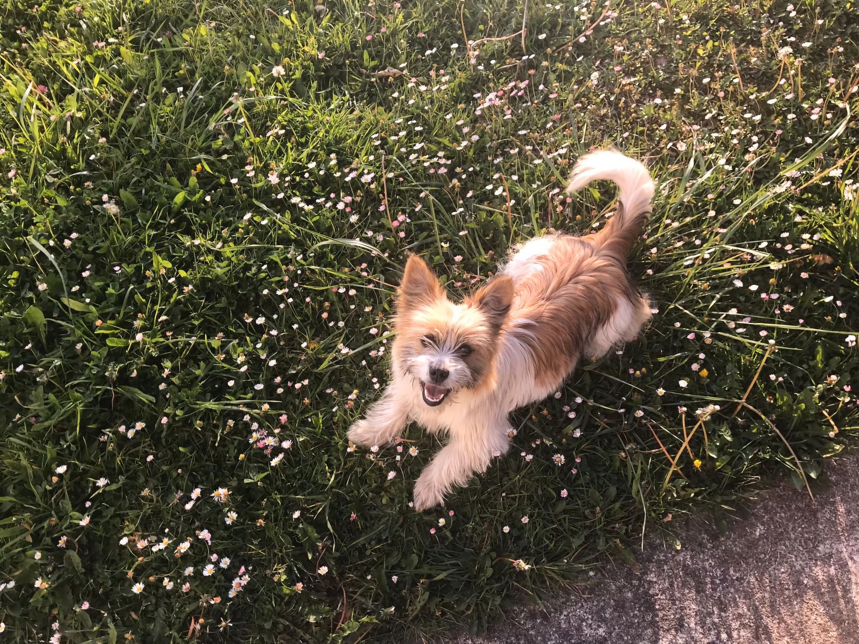 A small, fluffy dog happily plays among tiny white flowers in a grassy field under the sunshine — alpha doggy playcare