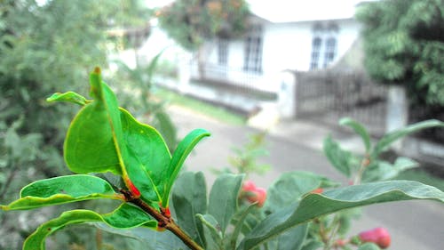 Základová fotografie zdarma na téma daun, delima, edy kurnia