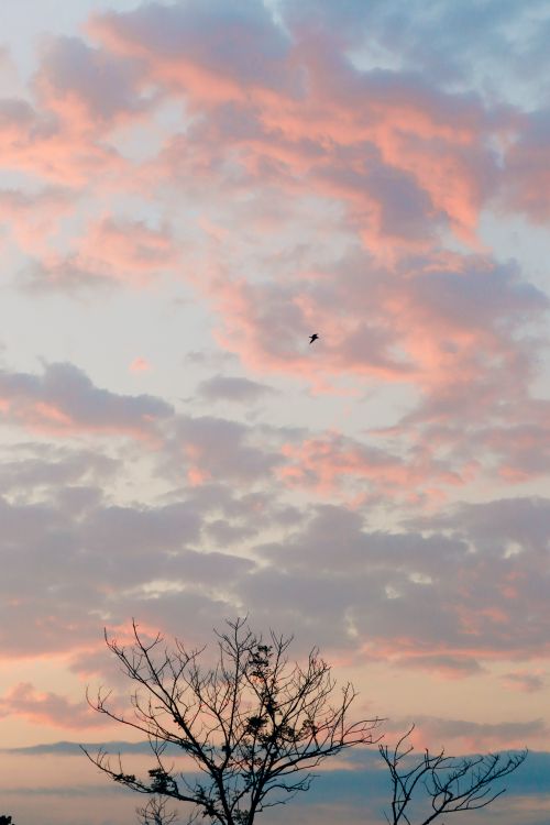 Free A tranquil scene of a sunset with pink clouds, a silhouetted tree, and a flying bird. Stock Photo