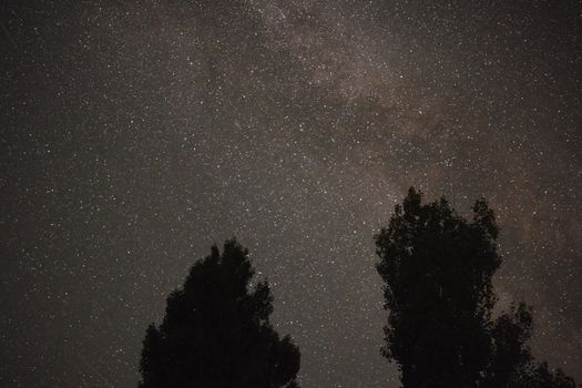 Bäume & Himmel im Universum – Malerische Kosmos-Aufnahme