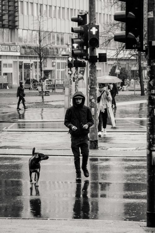 Free Monochrome photo of people with umbrellas and a man walking a dog on a rainy street. Stock Photo