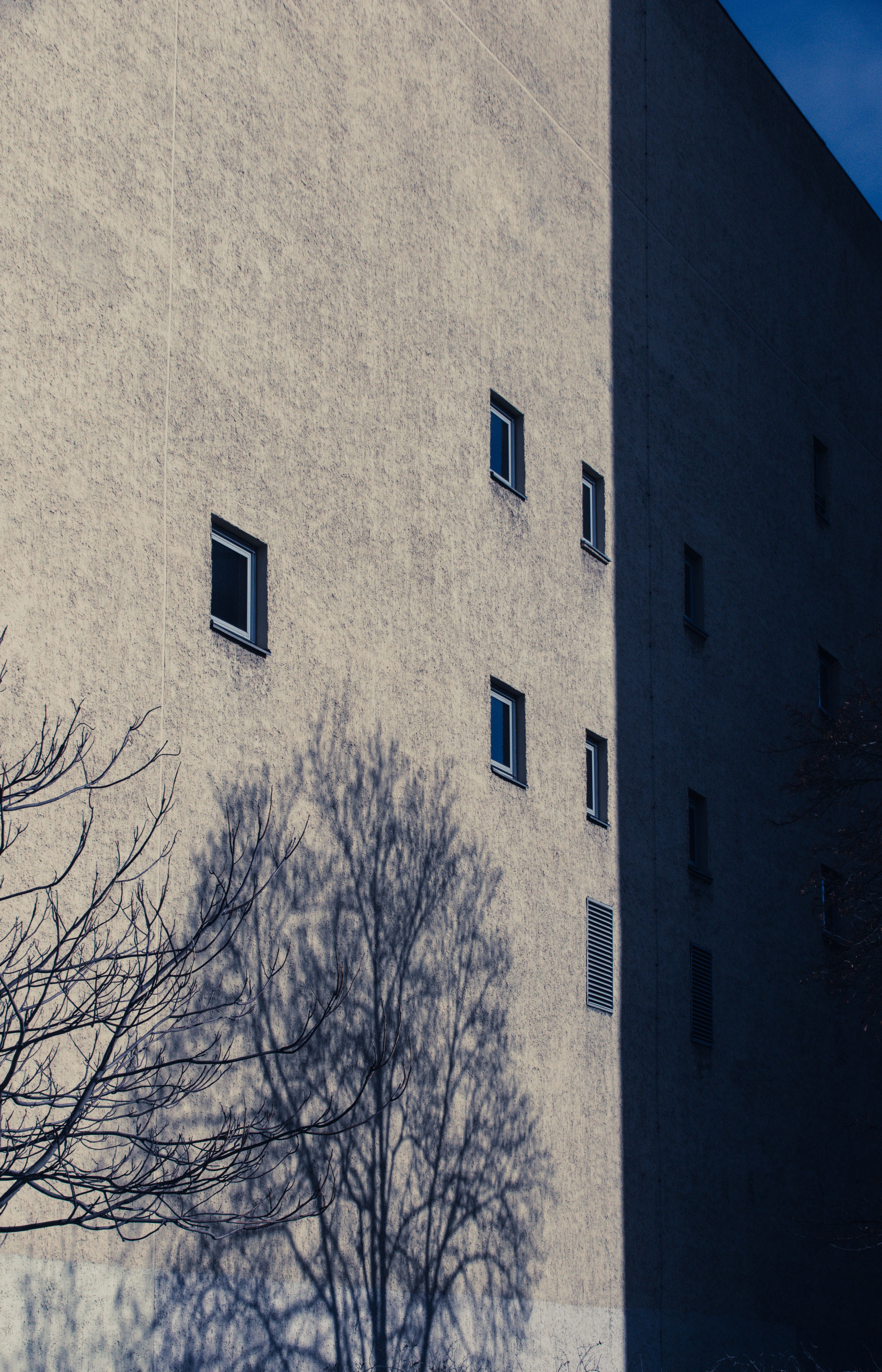 A city building's facade with a tree shadow at sunset creates a dramatic scene.