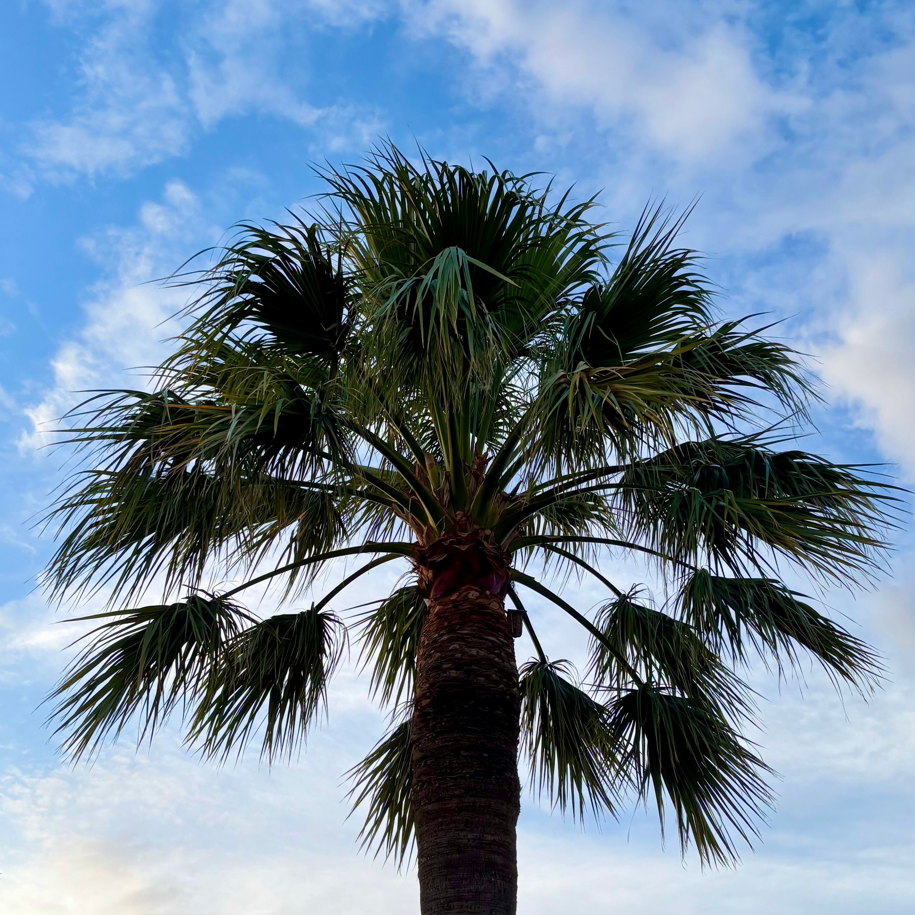 Lush fan palm tree silhouetted against a vibrant blue summer sky.
