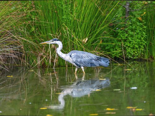 Free Close-up of a grey heron standing in a reflective pond surrounded by lush green vegetation. Stock Photo