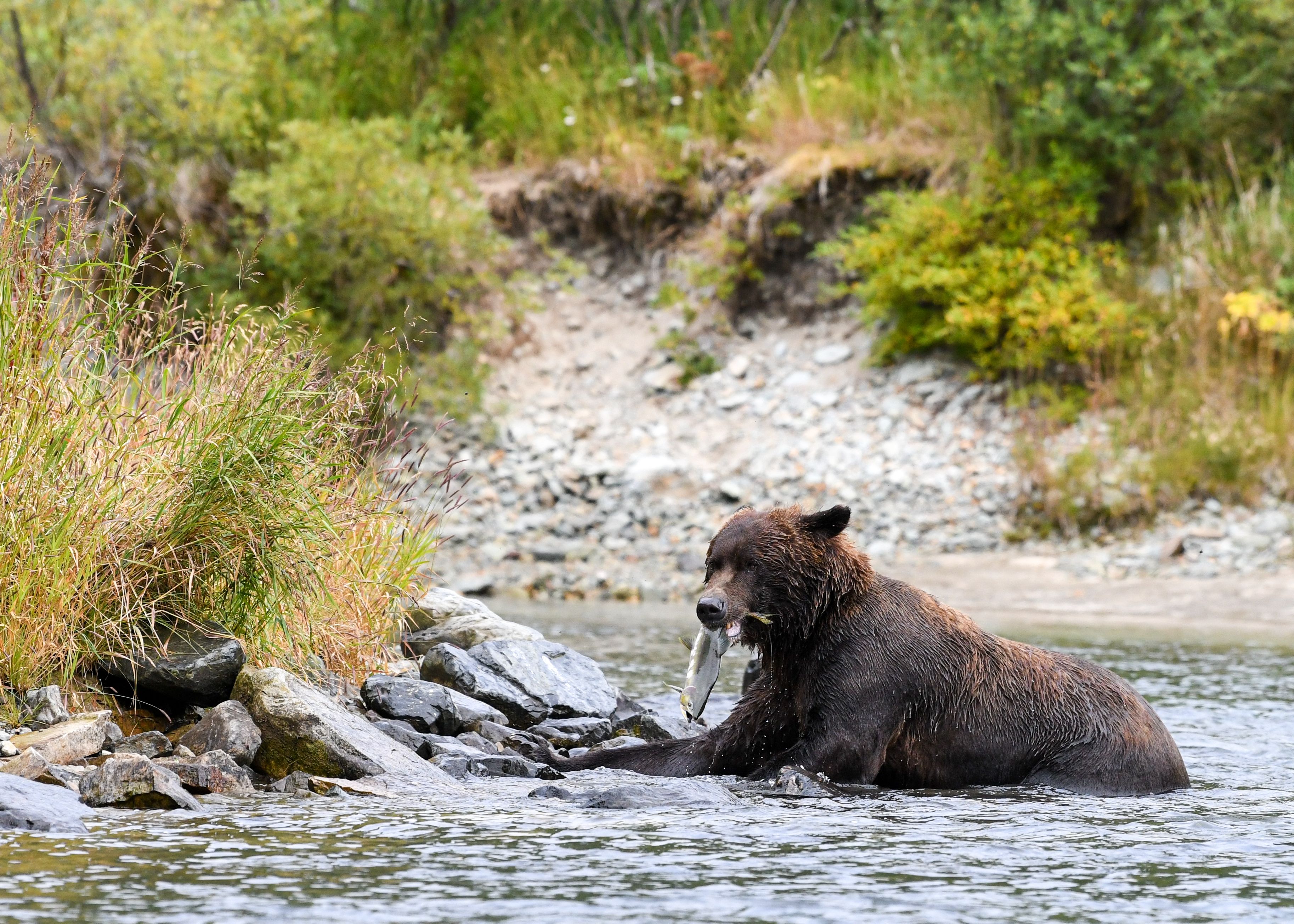 Majestic brown bear catching a fish in Alaska's Katmai National Park.