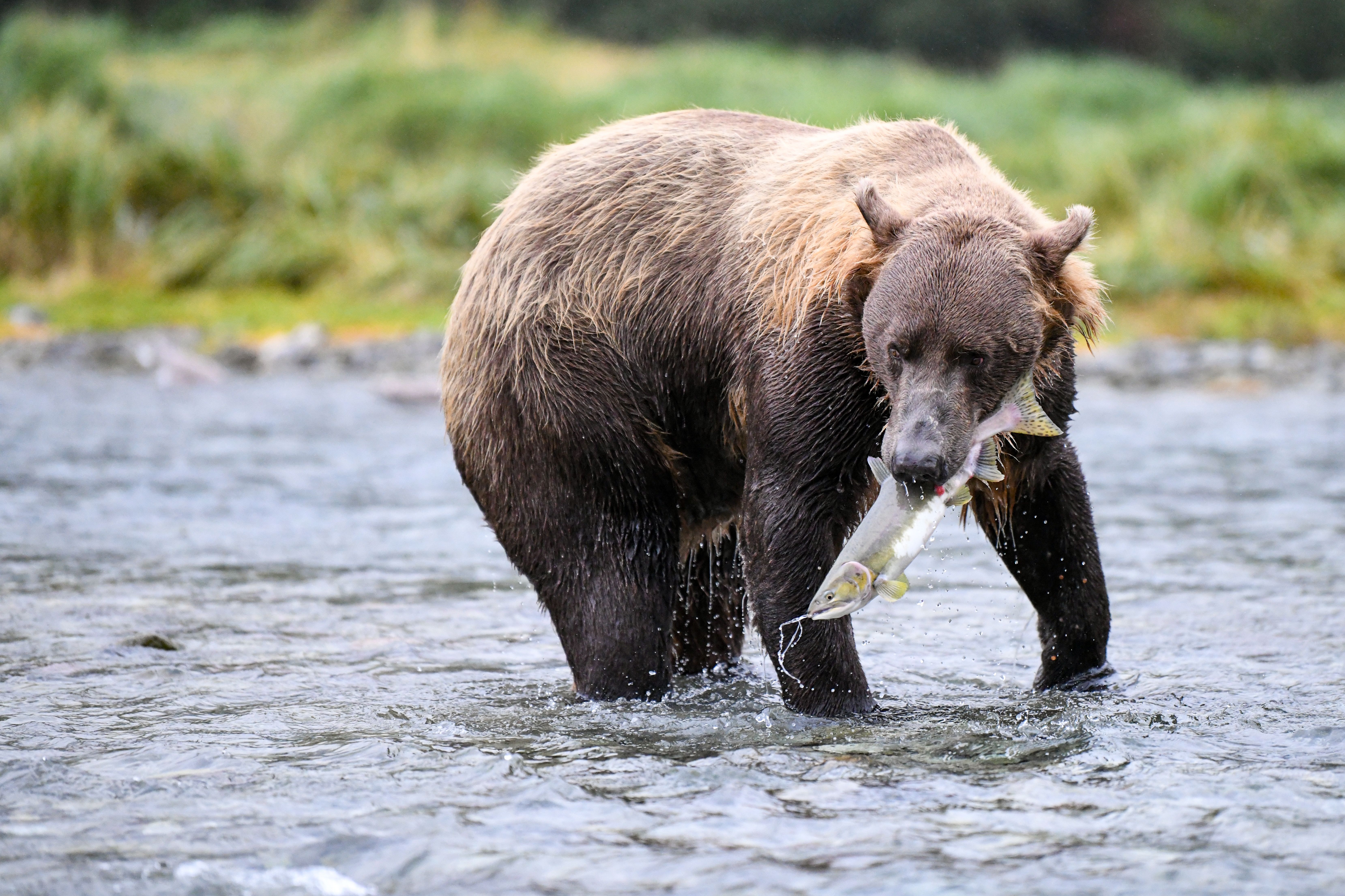 A powerful brown bear catching salmon in an Alaskan river, showcasing nature's raw beauty.