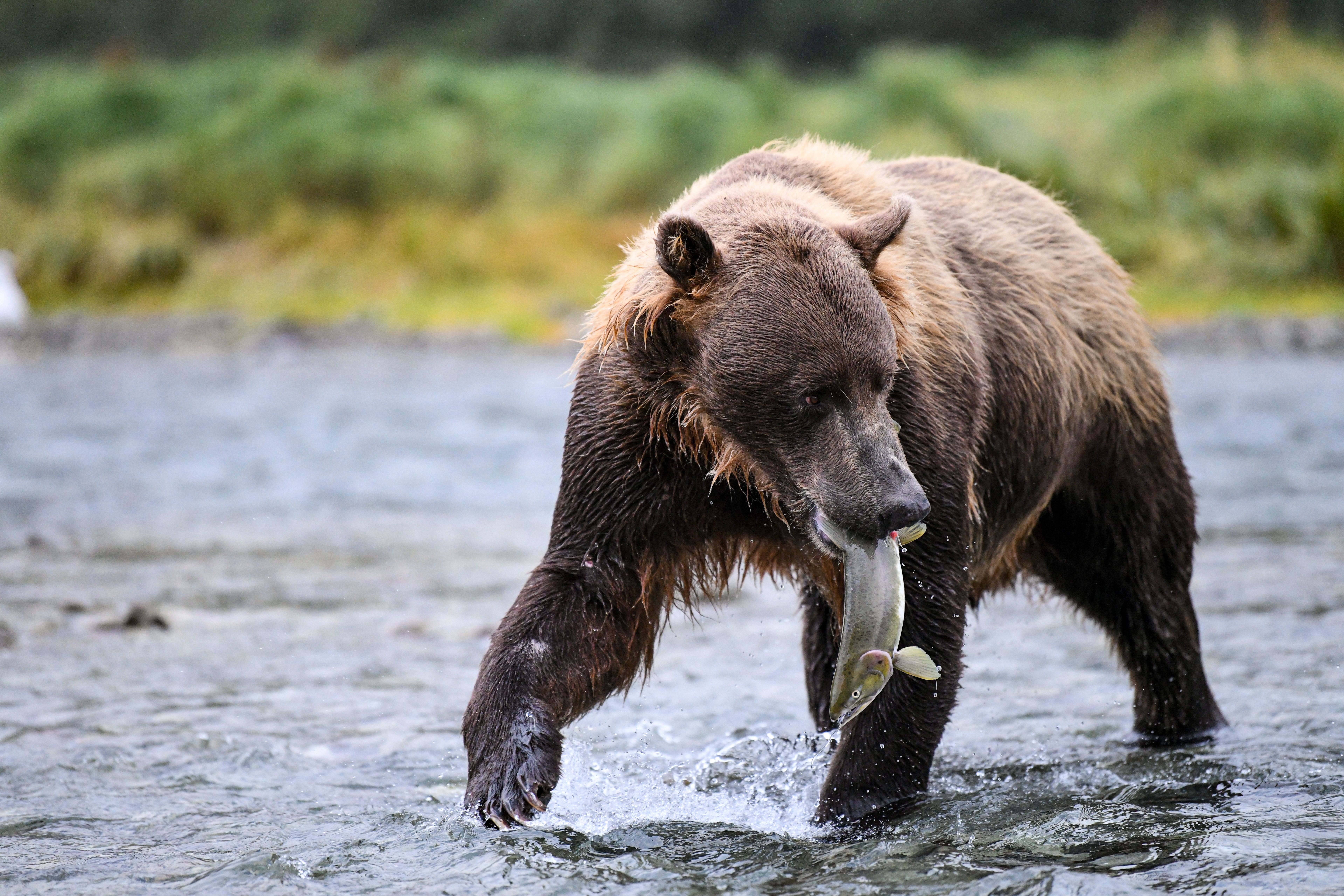 A powerful brown bear catches a salmon in a vibrant Alaskan stream, showcasing nature's raw beauty.