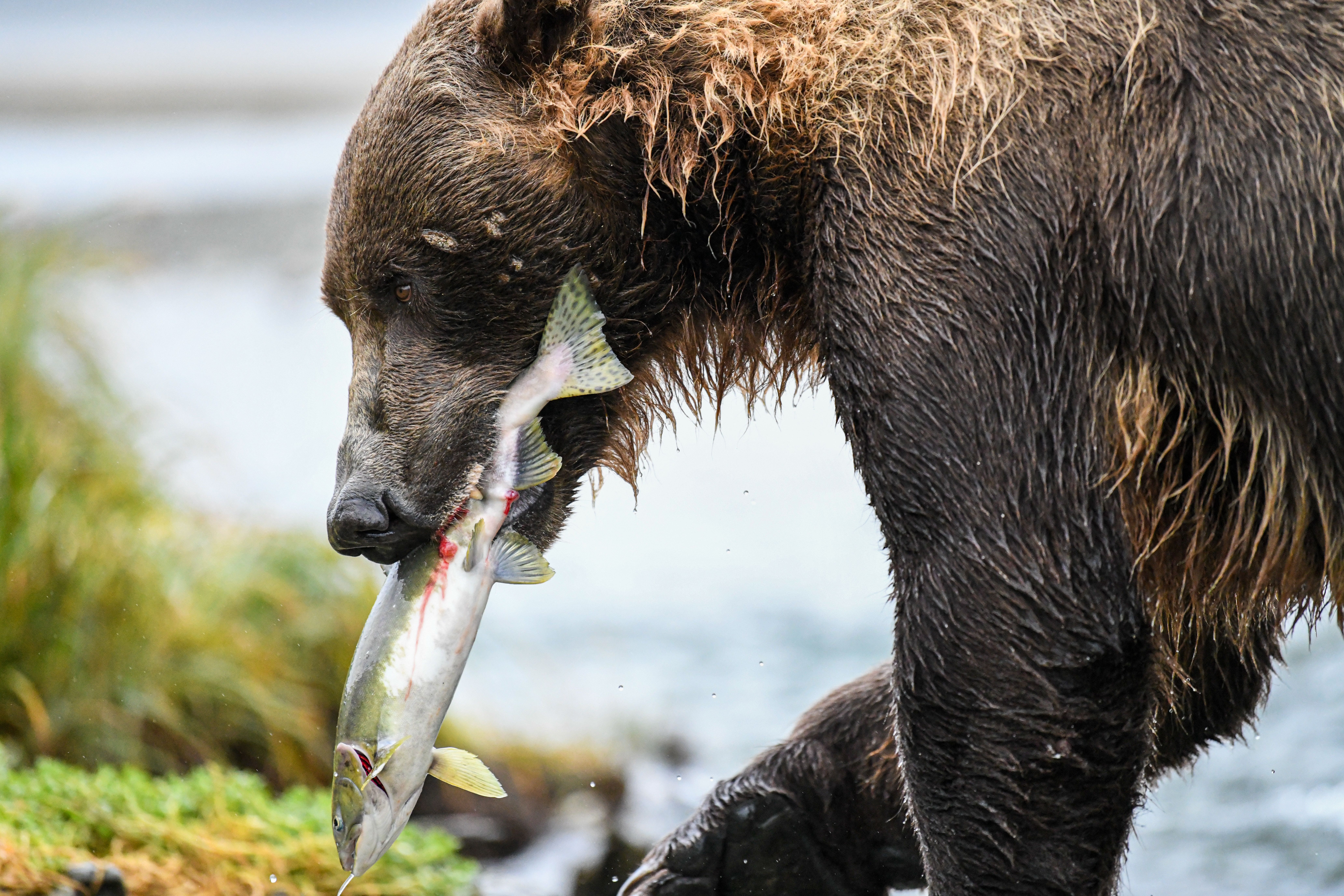 A coastal brown bear catches a salmon in Katmai National Park, Alaska.