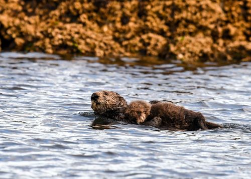 Free A sea otter mother carries her pup on her back, showcasing natural behavior in Alaska's coastal waters. Stock Photo