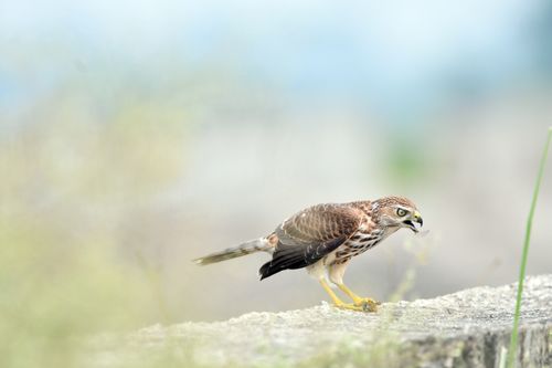 Free A juvenile hawk showcased in a natural habitat, poised for hunting. Stock Photo