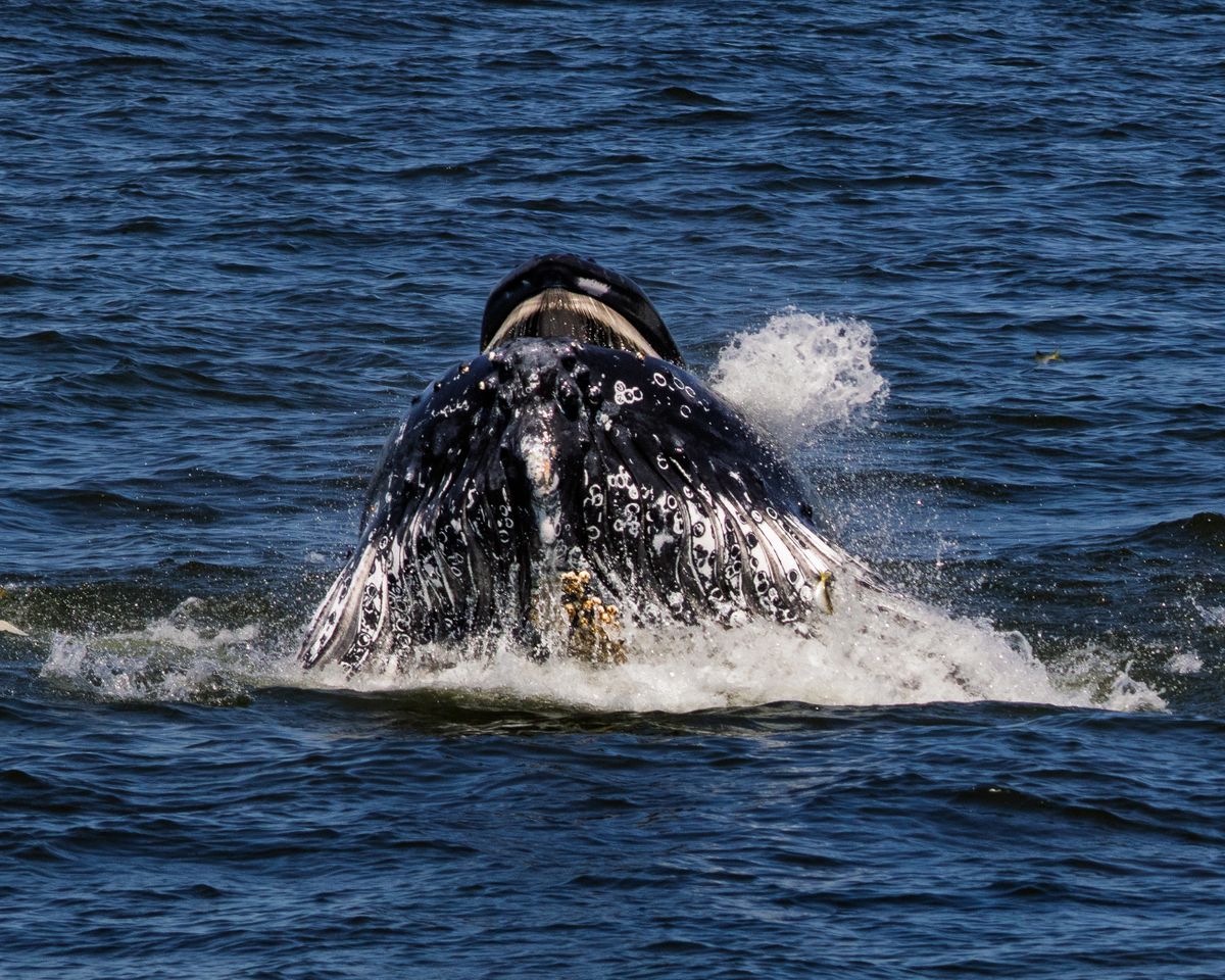 Mozambique Whale Watching: Humpbacks, Dolphins & Whale Sharks