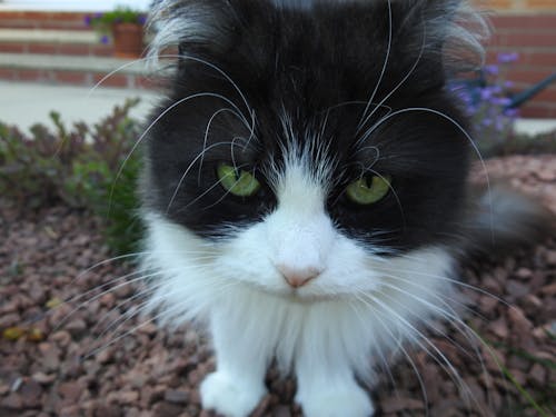 bir kedi yakın çekim, kedi, kedi taş içeren Ücretsiz stok fotoğraf