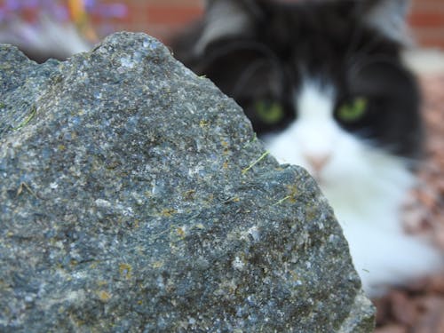 Evcil Hayvanlar, Kaya, kedi arkasında kaya içeren Ücretsiz stok fotoğraf