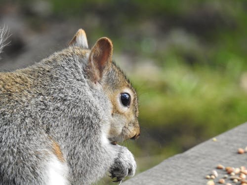 Ilmainen kuvapankkikuva tunnisteilla harmaa orava, orava syö