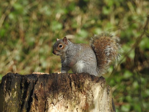 Immagine gratuita di scoiattolo che mangia, scoiattolo grigio, scoiattolo su un tronco