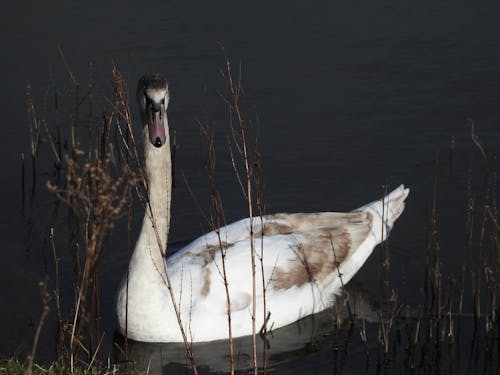 Immagine gratuita di cigno, cigno bianco, cigno in acqua