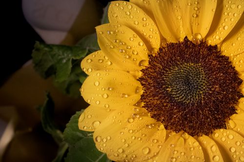 Free Close-up shot of a sunflower with dew drops, showcasing nature's beauty and vibrant colors. Stock Photo