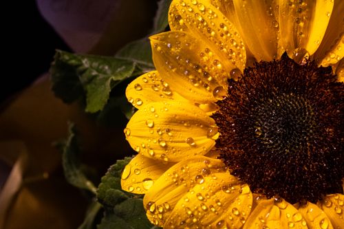 Free Macro photography of a sunflower with dew drops, captured in Blumenau, Brazil. Stock Photo