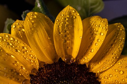 Free Macro shot of vibrant sunflower petals covered in morning dew, showcasing nature's beauty. Stock Photo