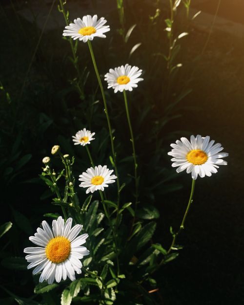 Free Bright daisies blooming under sunlight with dark green foliage. Stock Photo