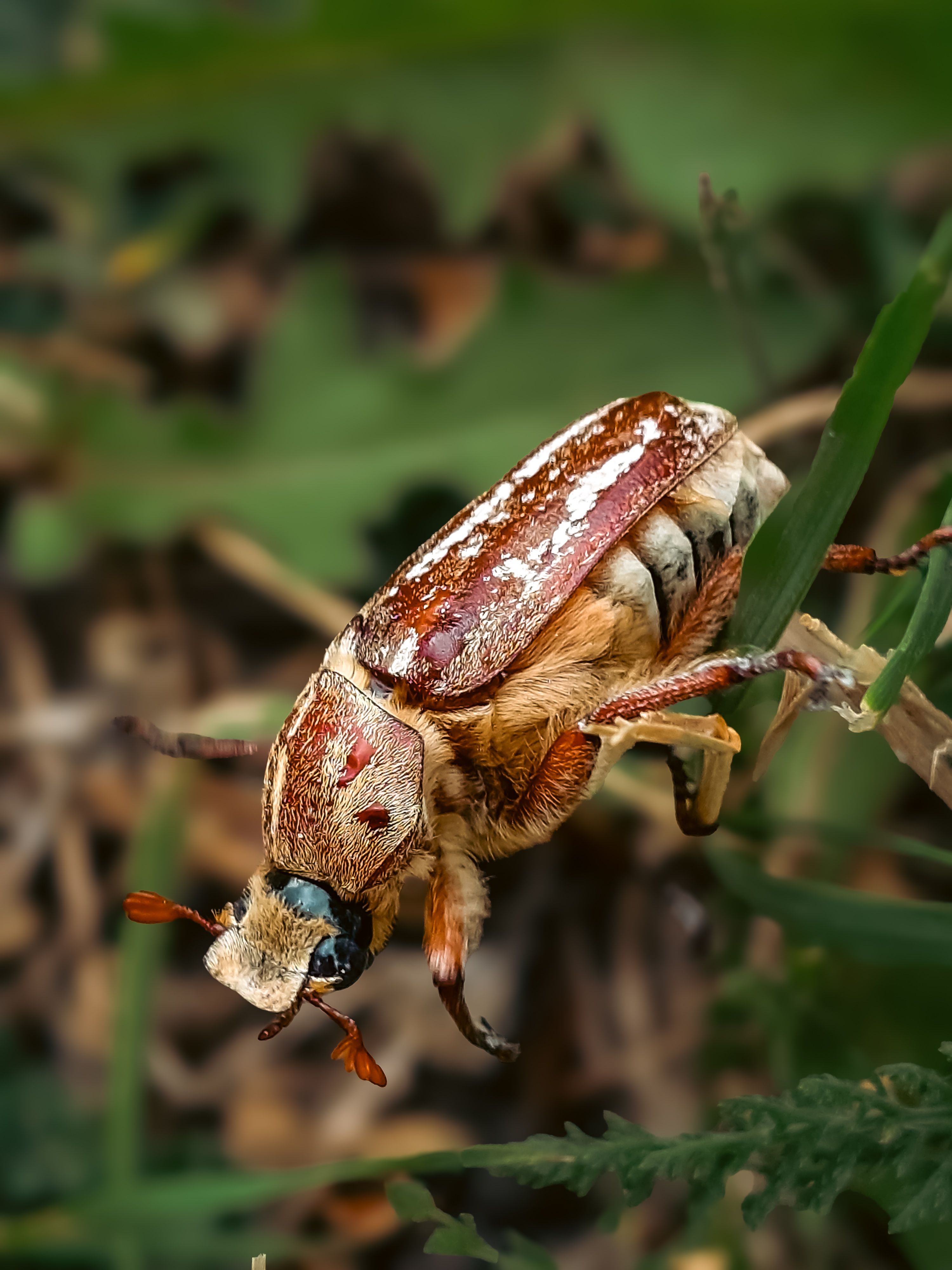 Detailed view of a European Chafer Beetle on grass in Budapest, Hungary.