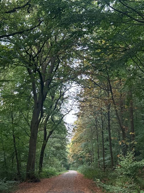 Free A tranquil forest path surrounded by lush green and early autumn foliage. Stock Photo