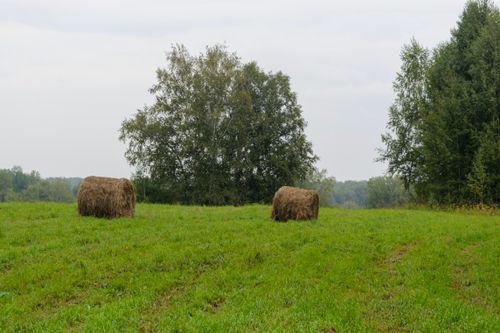 Free Peaceful countryside scene with hay bales on a grassy field under a cloudy sky. Stock Photo