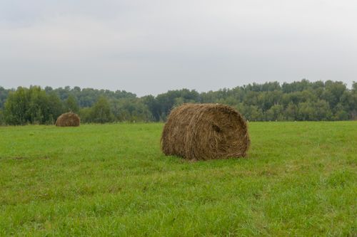Free A peaceful rural landscape featuring hay bales on a green field under a cloudy sky. Stock Photo